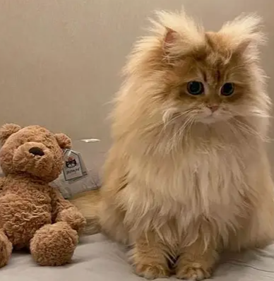 猫咪篇 | 猫咪体重管理：绝育必发胖，减肥千万别心急