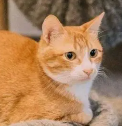 猫咪篇 | 彻底根治 猫咪黑下巴&皮肤病彻底根治