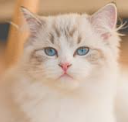 猫咪篇 | 猫咪应激防护：猫咪无声的致命杀手，90%铲屎官都忽略