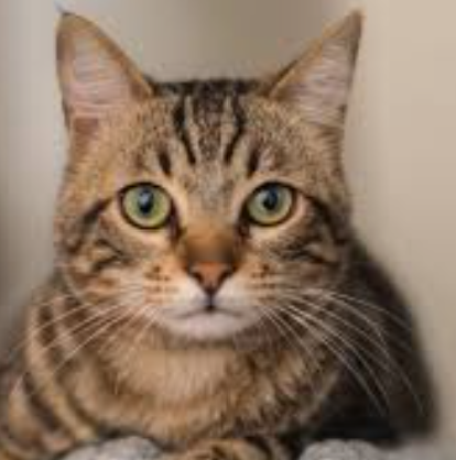 猫咪篇 | 猫咪科学梳毛：短毛&长毛区分，减少毛球与掉毛