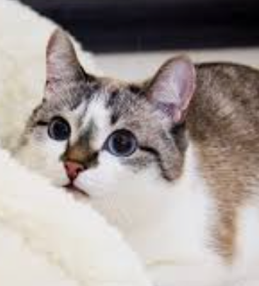 猫咪篇 | 猫咪五官精细护理：眼、耳、牙、爪四大部位养护