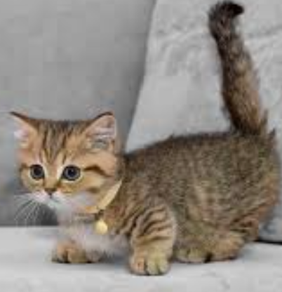 猫咪篇 | 猫咪美容修毛：能不修就不修，剃毛大忌必看