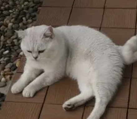 猫咪篇  | 猫咪如厕训练：猫砂盆零乱尿核心法则