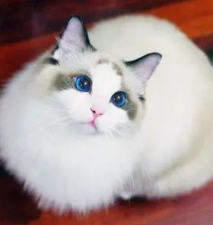 猫咪篇 | 猫咪行为纠错：温和矫正坏习惯，不打骂不强迫