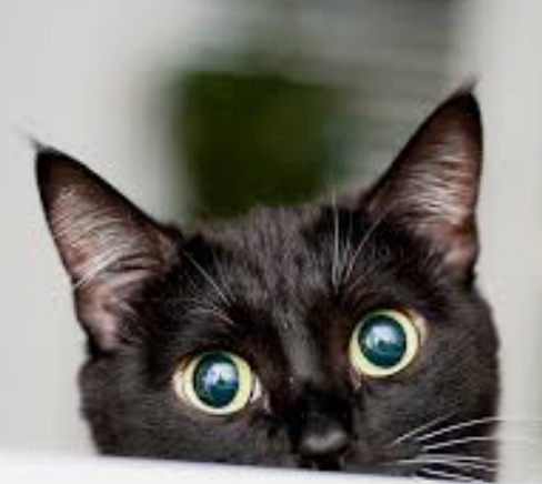 猫咪篇 | 猫咪行为纠错：温和矫正坏习惯，不打骂不强迫