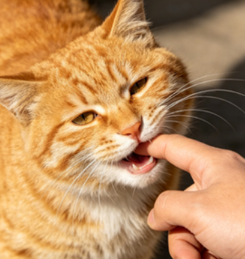 猫咪