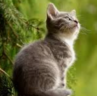 猫咪篇 | 人猫交互技巧：读懂信号，建立深度信任关系