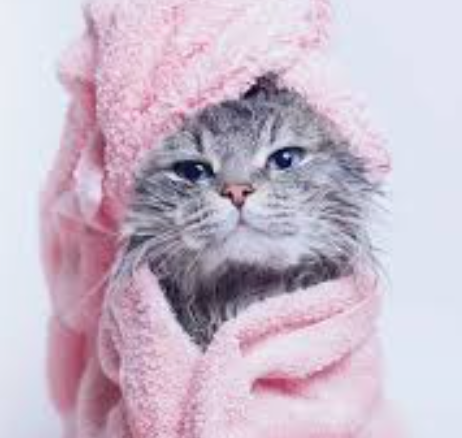 猫咪洗护顺口溜