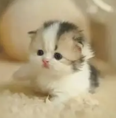 猫咪篇 | 幼猫奶糕喂养：严格肉食动物的发育期准则