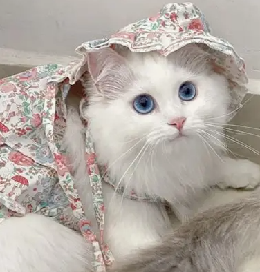 猫咪篇 | 猫咪疫苗全流程：室内猫也要打！