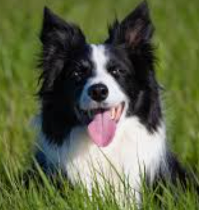 狗狗篇 | 科学体重管理：小型犬防肥胖，大型犬防发育畸形