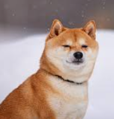 狗狗篇 | 狗狗造型美容：不同毛型修剪禁忌，不乱剃不乱剪