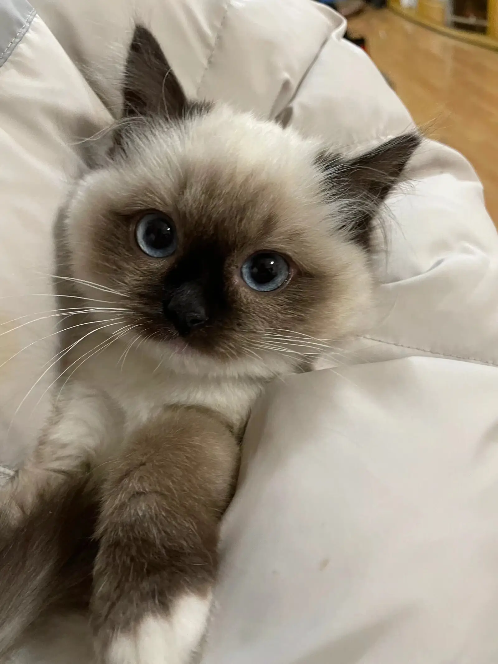 暹罗猫
