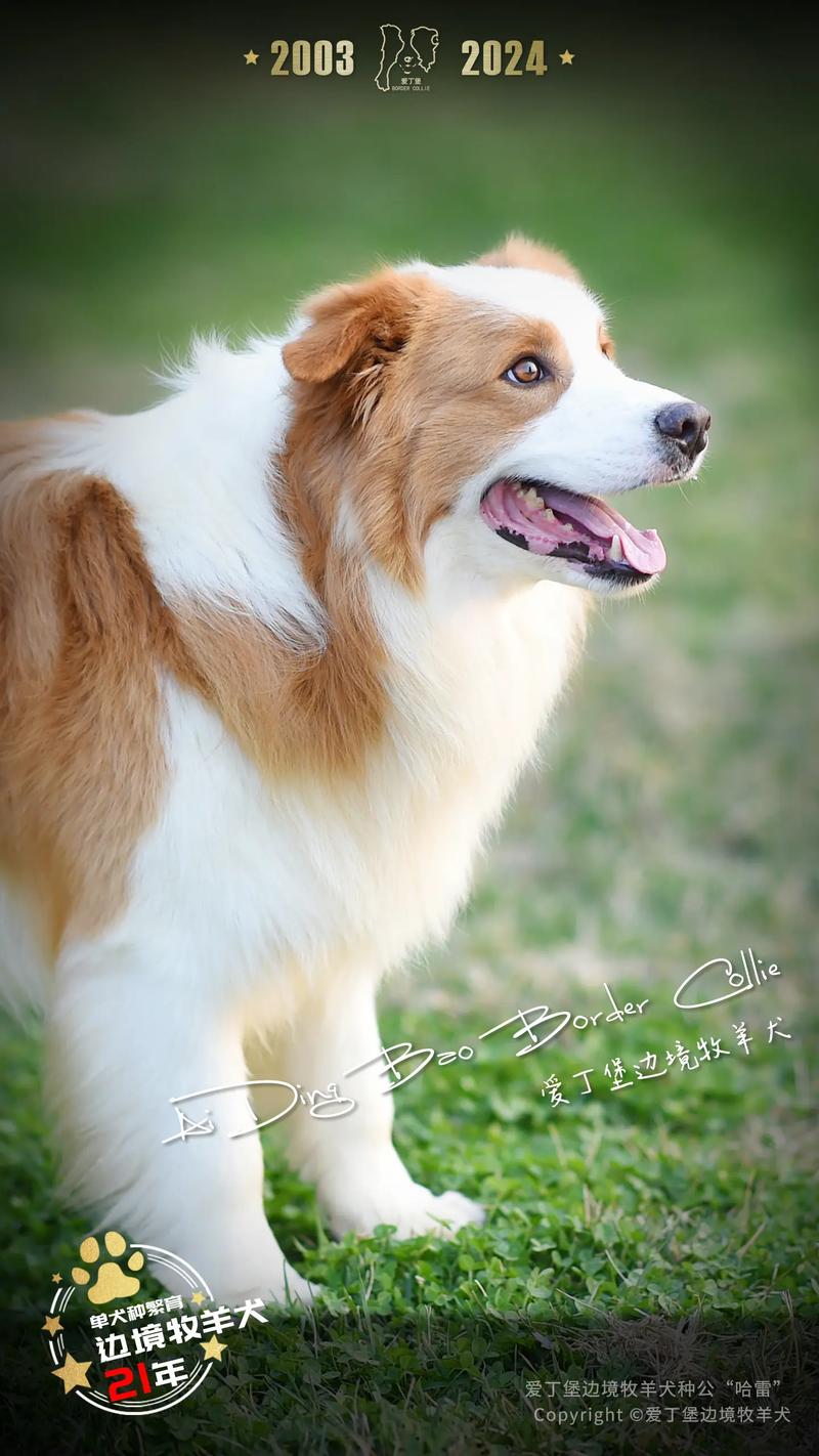 边境牧羊犬