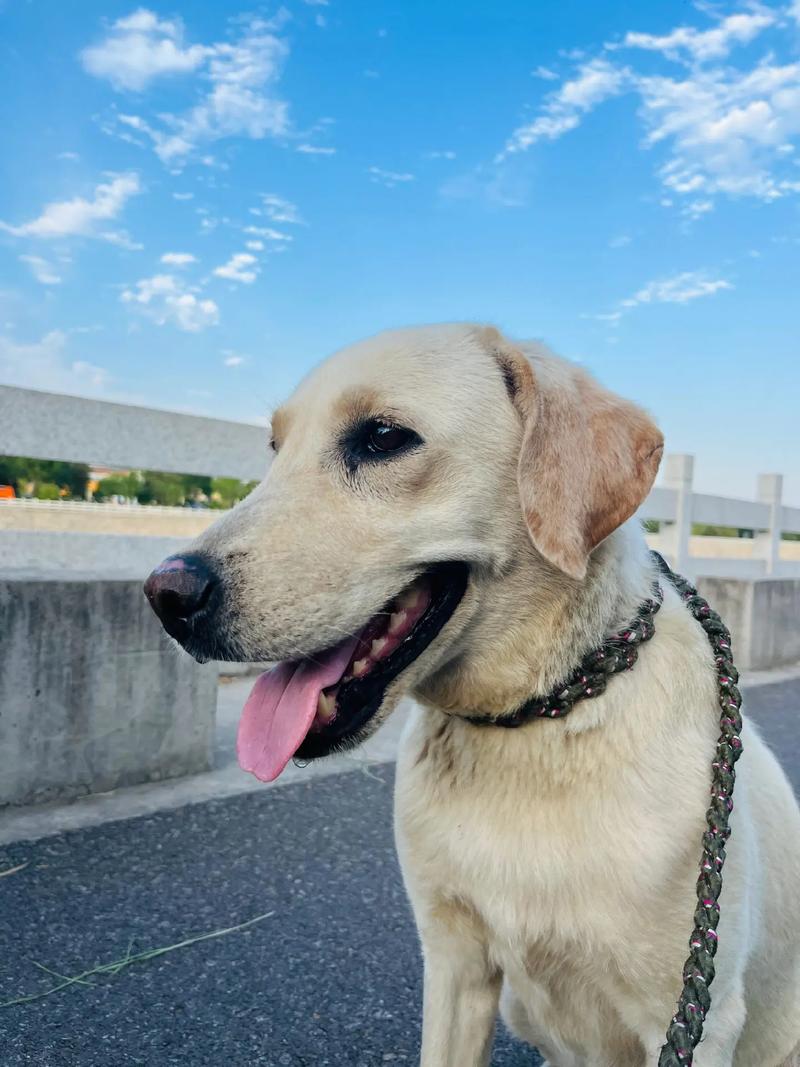 拉布拉多寻回犬