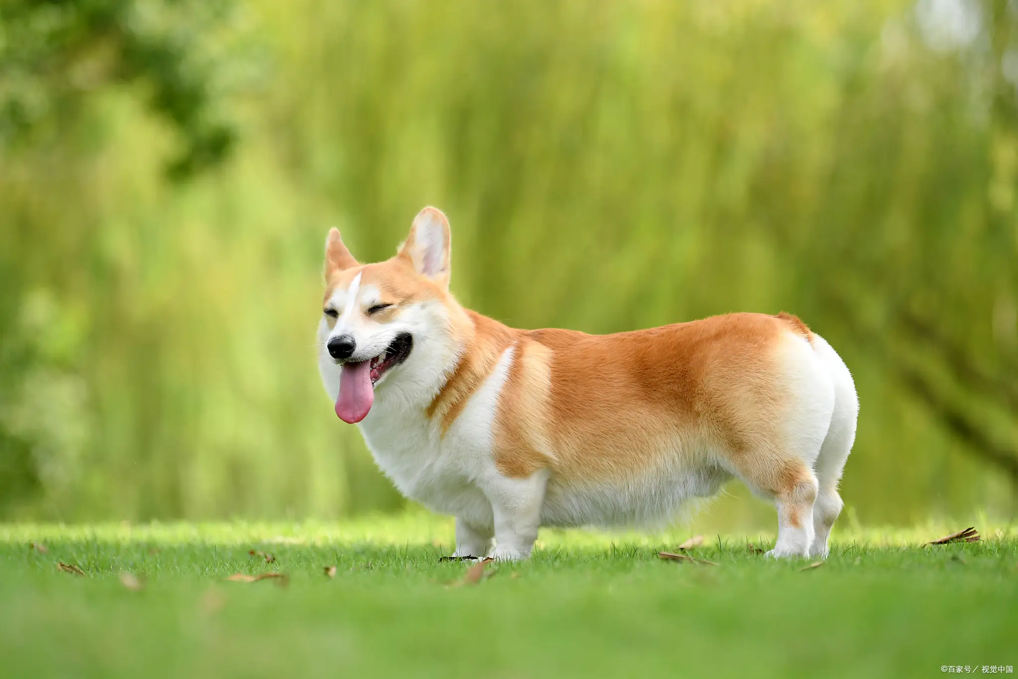 柯基犬