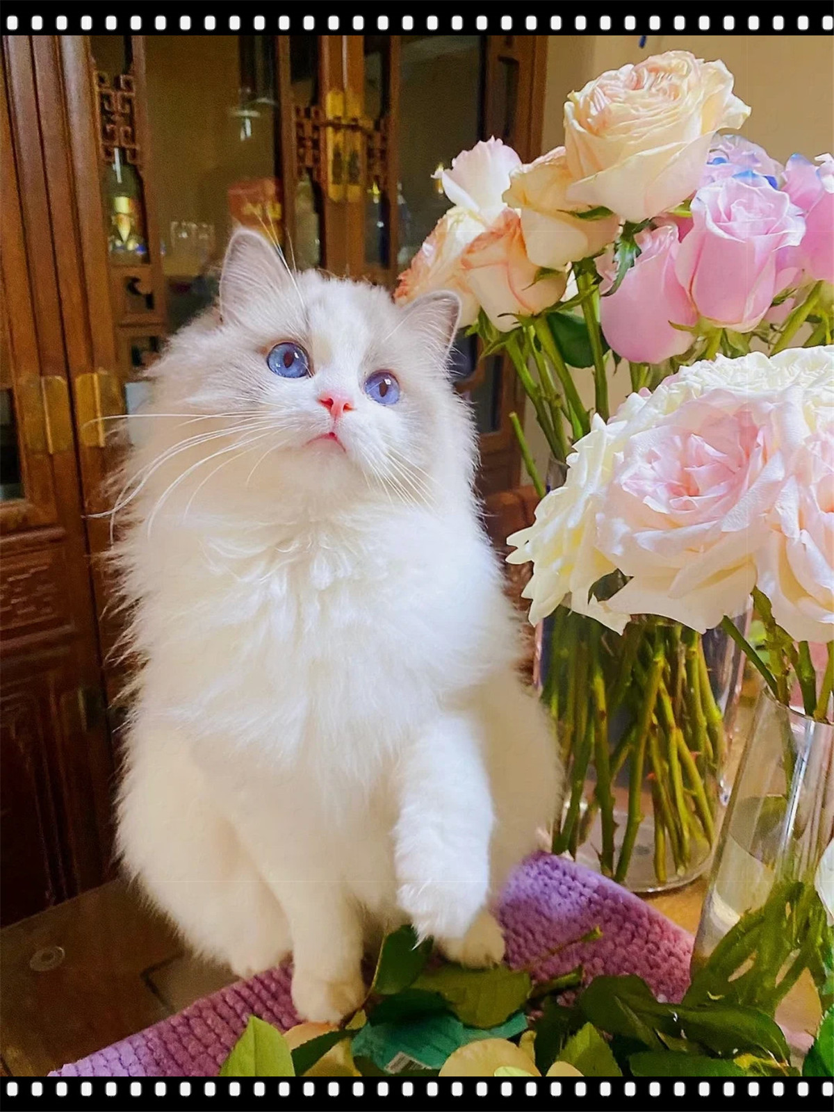 布偶猫