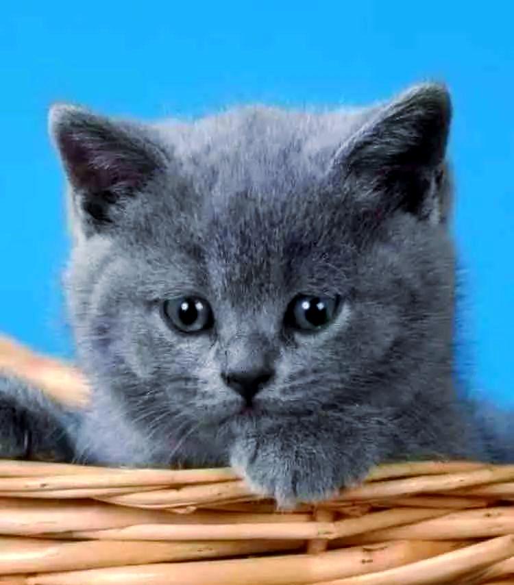 英国短毛猫