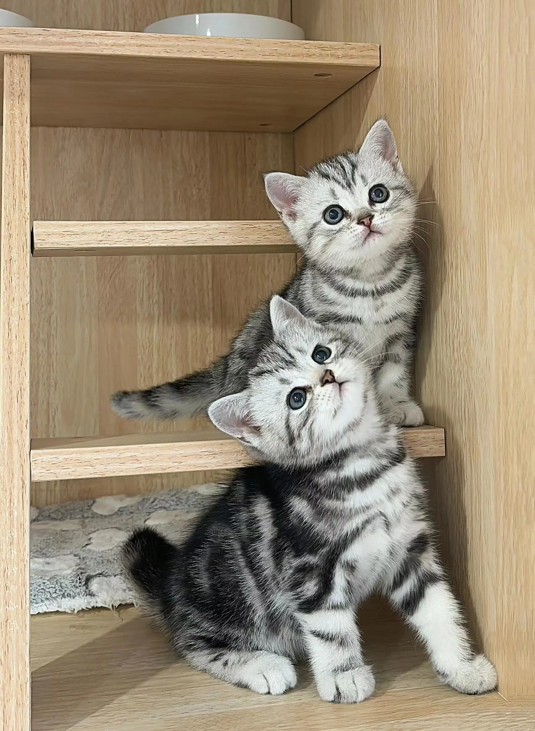 美国短毛猫
