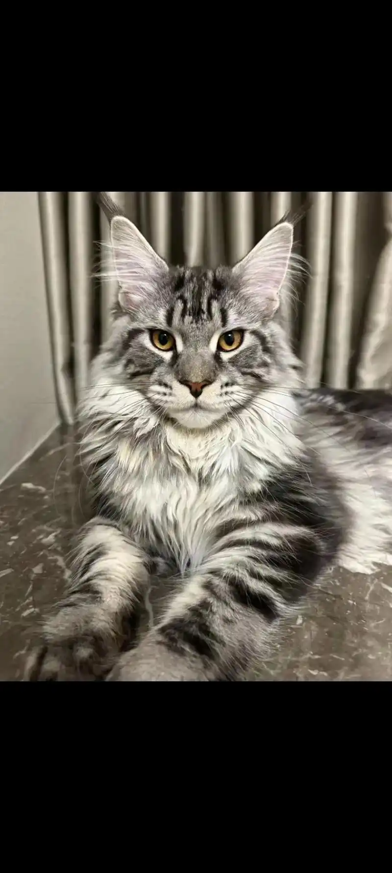缅因猫