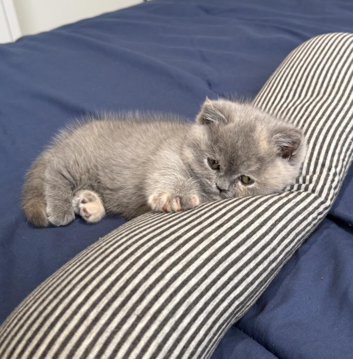 每天都很委屈的小猫咪