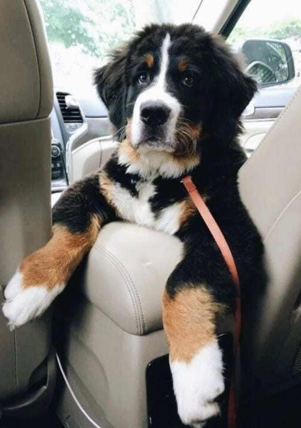 最佳陪伴犬——伯恩山犬🐶